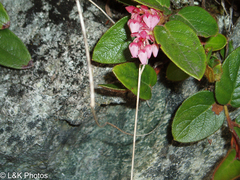 Gaultheria glomerata
