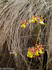 Cyrtochilum aureum