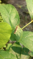 Aschistocoris brevicornis