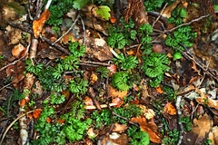 Hymenophyton flabellatum