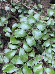 Cupaniopsis shirleyana