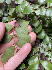 Cupaniopsis shirleyana