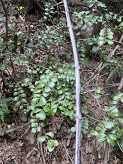 Cupaniopsis shirleyana