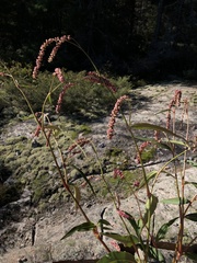 Persicaria careyi