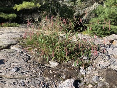 Persicaria careyi