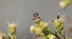 Phymata chilensis chilensis