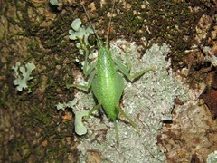 Cyrtaspis scutata