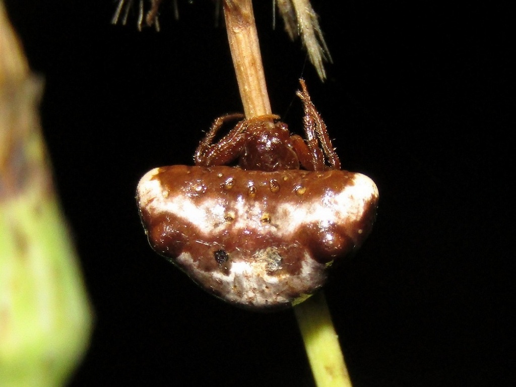 White-banded Bird-dropping Spider