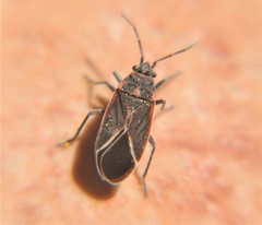 Melacoryphus admirabilis