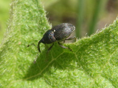 Odontocorynus umbellae