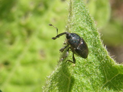 Odontocorynus umbellae