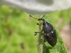 Odontocorynus umbellae