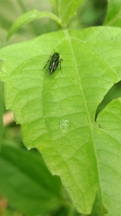 Tridactylidae
