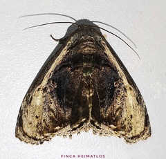 Lepidodes