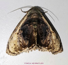 Lepidodes