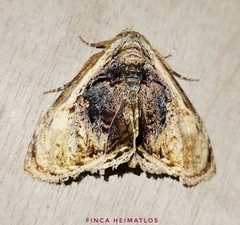 Lepidodes