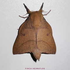 Adeloneivaia