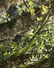 Trichocentrum cavendishianum image