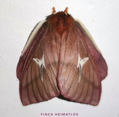 Cerodirphia speciosa