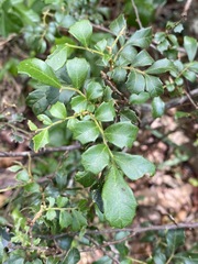 Cupaniopsis shirleyana