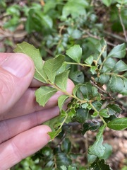 Cupaniopsis shirleyana