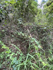 Cupaniopsis shirleyana