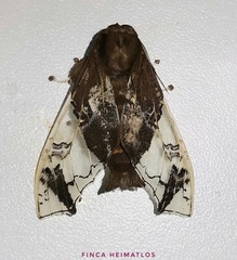 Parathyris semivitrea