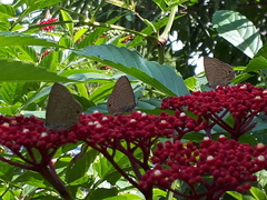 Anthene emolus goberus