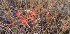 Anisacanthus quadrifidus
