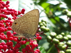 Anthene emolus goberus