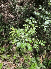 Cupaniopsis shirleyana