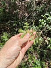 Cupaniopsis shirleyana