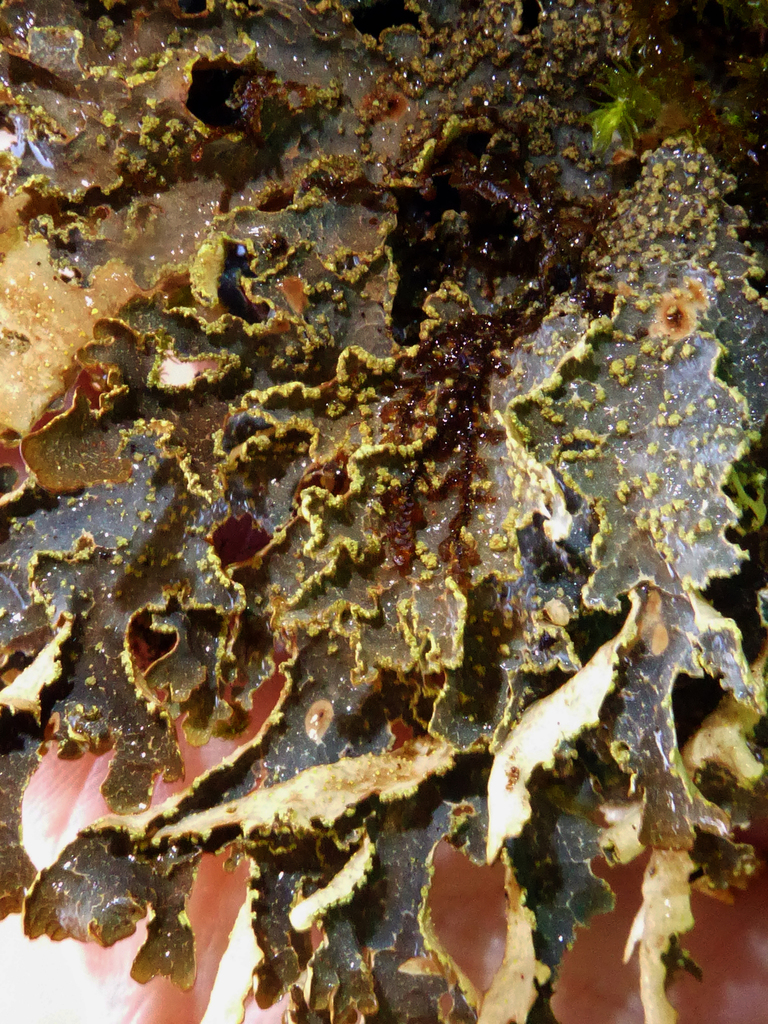 Pseudocyphellaria neglecta