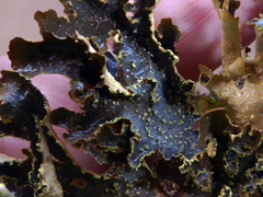 Pseudocyphellaria neglecta image