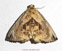 Eulepidotis osseata