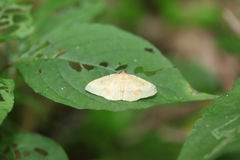 Heterolocha