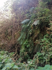 Dryopteris wallichiana