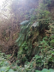 Dryopteris wallichiana