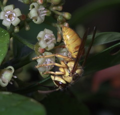 Vespa bicolor
