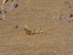 Cynomys ludovicianus