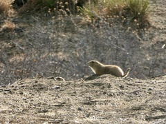 Cynomys ludovicianus