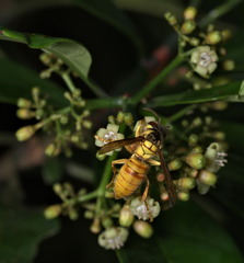 Vespa bicolor