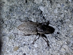 Tanymecus lacaena