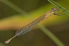 Austrolestes aridus