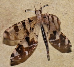 Palparini