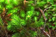 Dendroligotrichum tongariroense