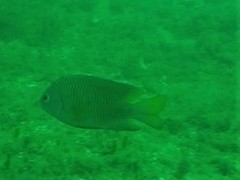 Stegastes flavilatus