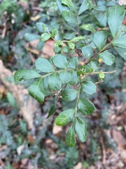 Cupaniopsis shirleyana