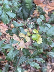 Cupaniopsis shirleyana