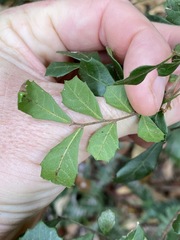 Cupaniopsis shirleyana